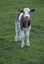 Agriculture, Livestock, Cattle, Brown and white calf standing in field.