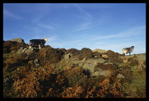 England, Lake District, Agriculture, Lakeland hill sheep with Herdwick on the left standing on rocky hillside with bracken and gorse.