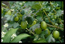 Agriculture, Fruit, Gooseberries, Close view of branch of gooseberry bush with ripening gooseberries.