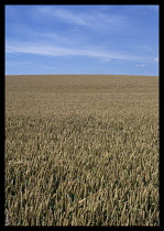 Agriculture, Crops, Arable, Northamptonshire,  Field of ripening wheat under blue sky and windswept white cloud.