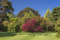 Ireland, County Kerry, Killarney, Muckross House and Gardens, Rhododendrons in bloom.