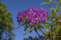 Ireland, County Kerry, Killarney, Muckross House and Gardens, detail of rhododendron in bloom.