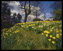 England, Shropshire,  Plants, A field of daffodils with blue sky and trees behind.