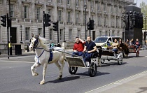 England, London, Whitehall, men from the Romany traveller community exercise their rights to drive a horse powered cart or pony and  trap on the public roads without restriction.
