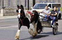 England, London, Whitehall, men from the Romany traveller community exercise their rights to drive a horse powered cart or pony and  trap on the public roads without restriction.