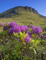 Republic of Ireland, County Sligo, Ben Bulben mountain seen from Lukes Bridge area with rhododendrons in the foreground.