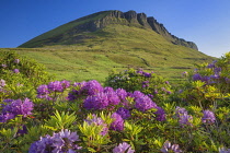 Republic of Ireland, County Sligo, Ben Bulben mountain seen from Lukes Bridge area with rhododendrons in the foreground.