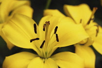 Flora, Flowers Close-up of a yellow lily with stamens.