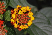 Flora, Flowers, Close-up of lantana flame flower growing outdoor.