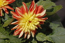 Flora, Flowers, Close-up of Yellow and orange coloured Dahlia Gardinetta fireball growing outdoor.