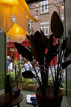 Canada, Quebec Province, Quebec City, Old Quebec City, Vieux Quebec. Plants and lights in a coffee shop window interior in Basse-Ville, Lower Town.