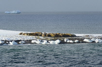 Norway, Svalbard, Moffen Island 80 degrees North. Colony of Walrus.
