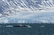 Norway, Svalbard, Kongsfjorden. Kronenbreen