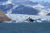 Norway, Svalbard, Kongsfjorden. Kronenbreen