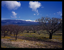 France, Provence -Alpes, Cote d'Azur, Vancluse, Distant snow covered Mount Ventoux, 1909m, Orchard in the foreground.