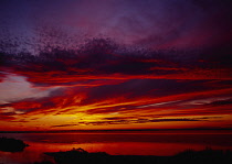 France, Cote D'Azur, Bouches-du-Rhone, Carmarque, Sunset over Etang de Vaccades.