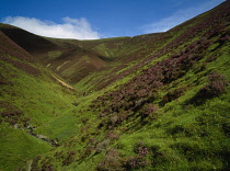 Scotland, Dumfries & Galloway, Mennock Pass, Glenglach Burn, Hills covered in heather.