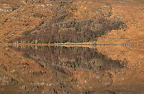 Republic of Ireland, County Donegal, Glenveagh National Park, Winter morning reflections on Lough Beagh.