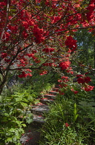 Republic of Ireland, County Donegal,  Glenveagh Castle Gardens in summer.