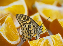 Republic of Ireland, County Donegal, Letterkenny, Tropical World, Butterfly feasting on an orange segment.