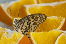 Republic of Ireland, County Donegal, Letterkenny, Tropical World, Butterfly feasting on an orange segment.