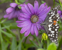 Republic of Ireland, County Donegal, Letterkenny, Tropical World, Butterfly on a flower.