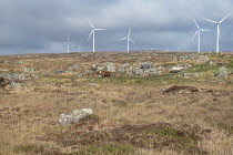Republic of Ireland, County Galway, Cattle sheltering behind rocks below a windfarm near the village of An Spideal.