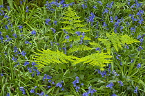 Republic of Ireland, County Sligo, Hazelwood Demesne, Bluebells.