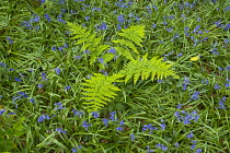 Republic of Ireland, County Sligo, Hazelwood Demesne, Bluebells.