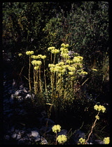 France, Mountain area, Yellow coloured Creamish Stonecrop flowers, Sedum Ochroleucum,