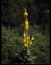 France, Isere, Yellow coloured wild flowers, Verbascum  Nigrum.