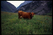 France, Cormat de Roselend, Domestic Brown Cow grazing on alpine meadow.