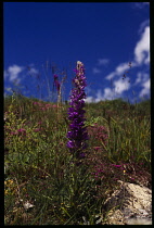 France, Isere, Yellow Wildflowers, Spiked Bellflower, Campanula spicata, in Alpine meadow.