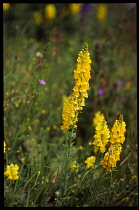 France, Isere, Yellow wild flowers, Common Toadflax, Linmaria Vulgaris.