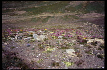 France, Alpes-de- haute Provence, Vallon de Clapouse, Rocky area with Alpine flowers including Pink Mountain Arift Armeria Maritina Alpina.