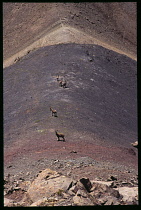 France, Alpes-de- Haute Provence, 5 Alpine Ibex on Mountain le Chavalier,