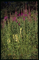 France, Wild Flowers, Rosebay Willowherb, Epilosium Angustifolium, and yellow Foxglove, Digitalis Grandiflora.