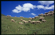 France, Massif des Ecrin, Domestic Alpine Sheep grazing on hillside.