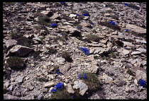 France, Massif des Ecrin, Wild Flowers, Spring Gentian, Gentiana Verna groing in rocky hillside scree.